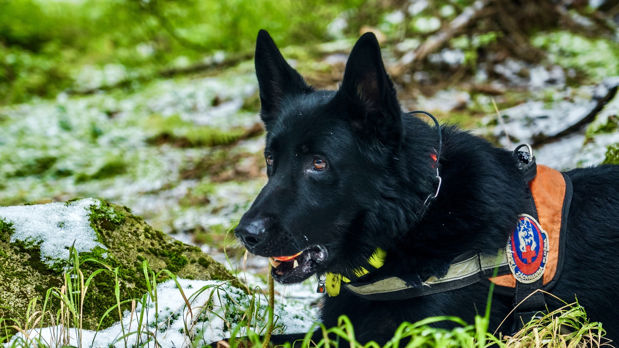 kynologicka rallye memorial stefana zavackeho 
